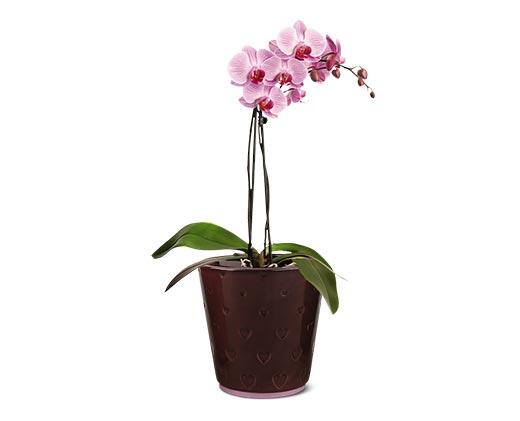 5" Easy Orchid Assorted Colors
