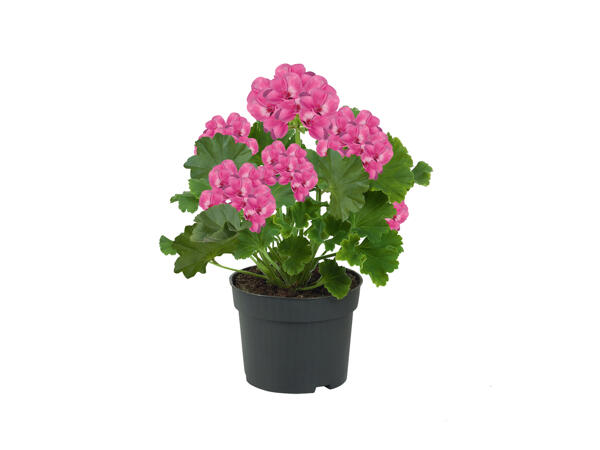 Standing Geranium