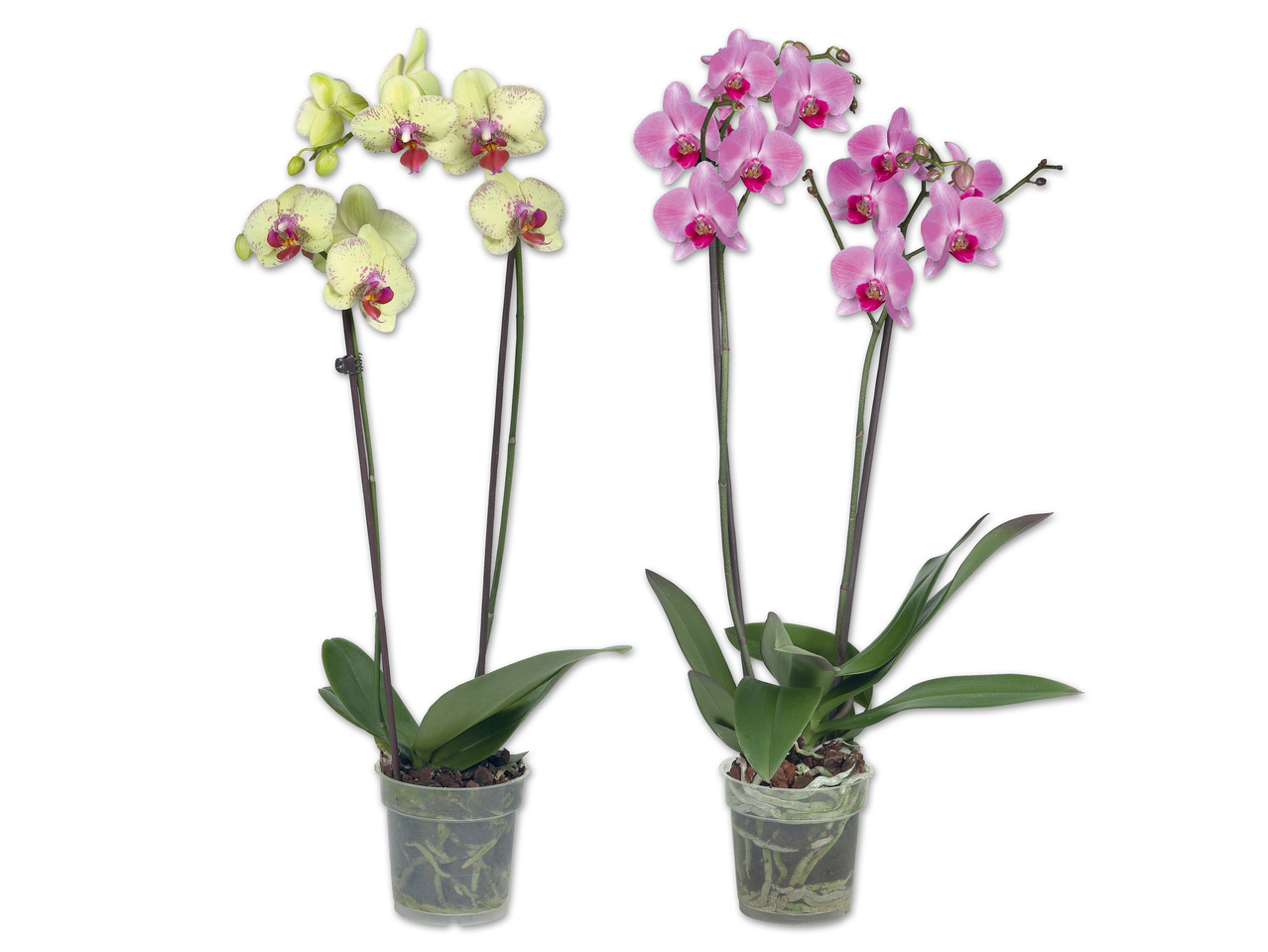 Phalaenopsis 2-Trieber