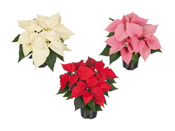 Poinsettia à plusieurs branches