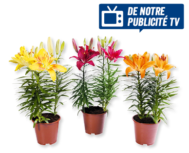 Lis en pot