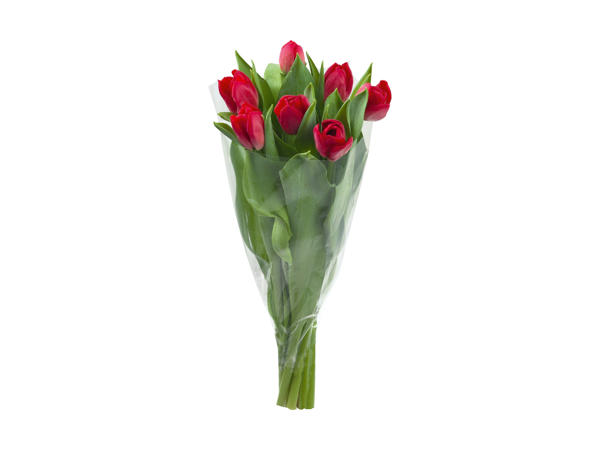 Tulipaner