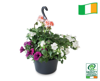 Irish Filled Hanging Basket