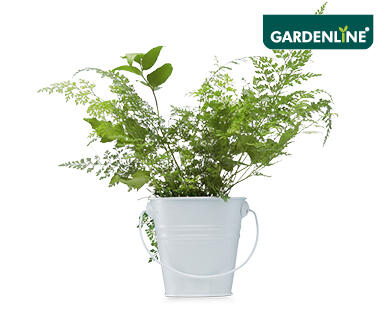 Fern Planter