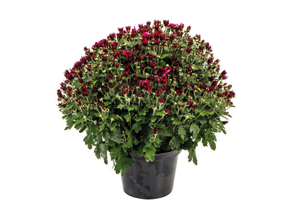 Chrysanthemum