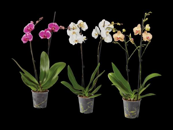 Schmetterlingsorchidee 2-Trieber