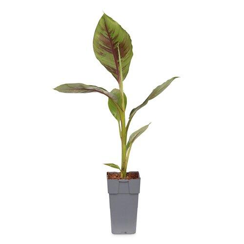 Bananenstaude Musa "Ever Red"