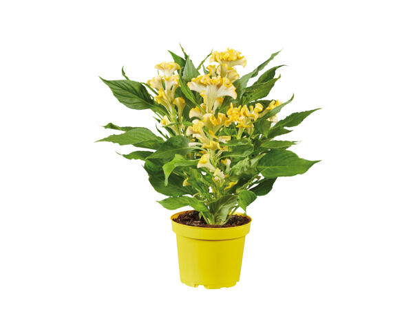 Celosia-Mix