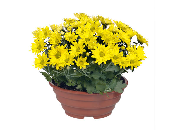 Chrysanthemum Bowl