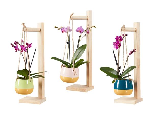 Mini phalenopsis "Hang on"