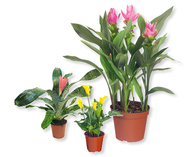 Piante esotiche in fiore GARDENLINE(R)