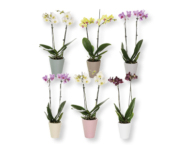Phalaenopsis in vaso di ceramica estivo