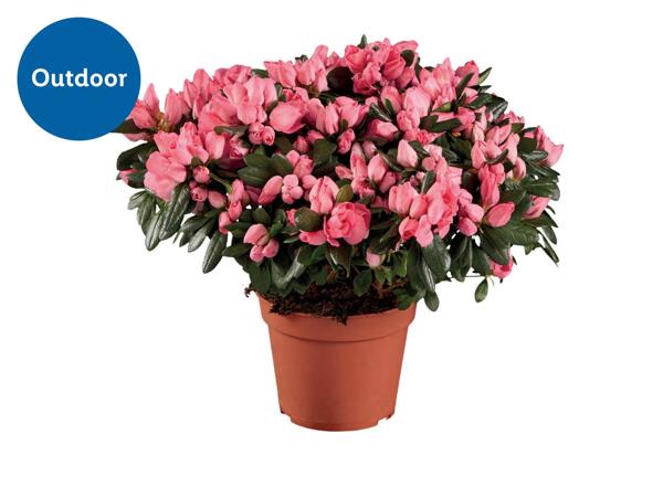 Premium Azalea