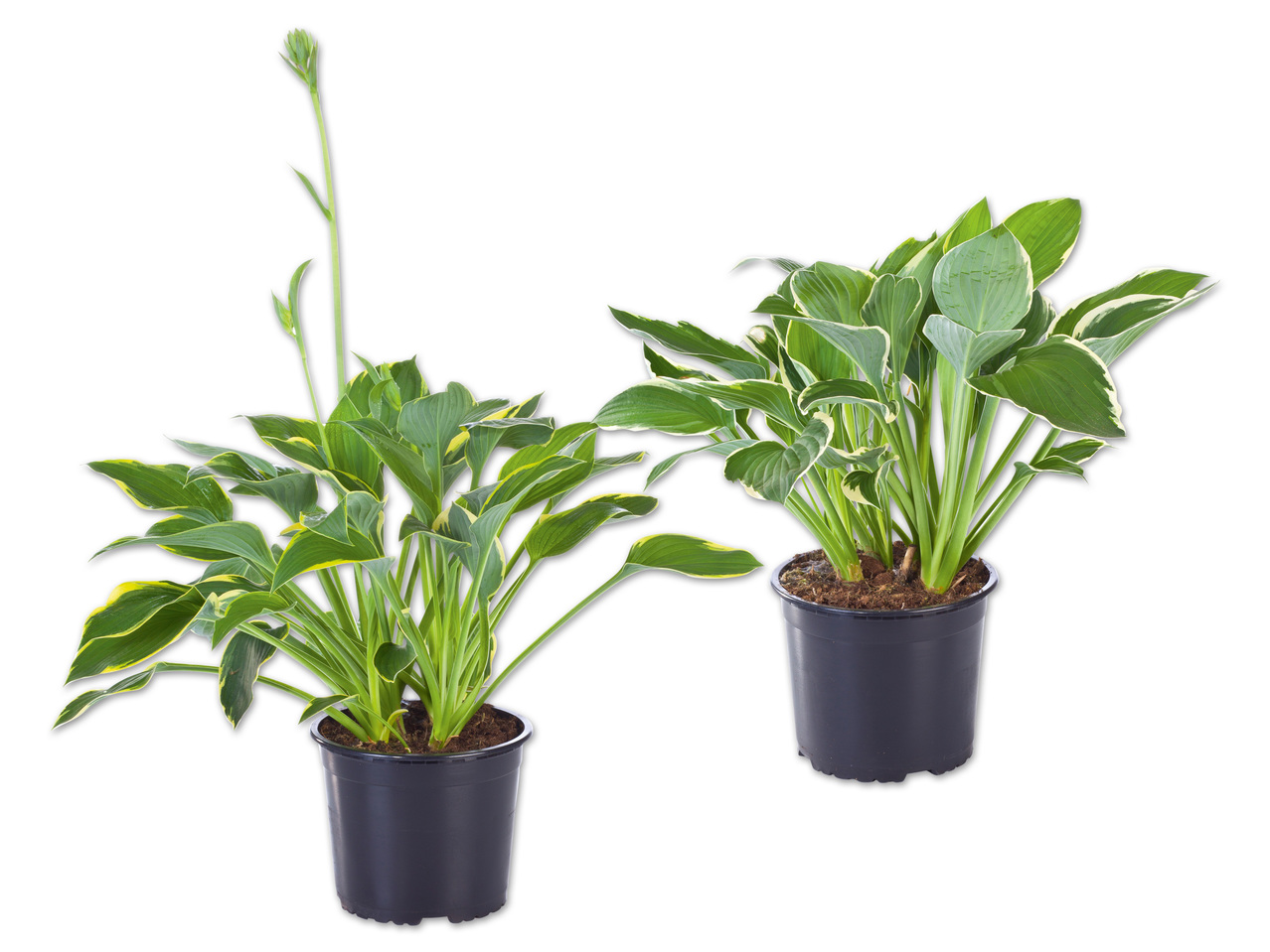 Hosta