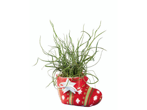 Grünpflanze in Weihnachtsstrumpf