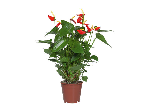 Anthurium Andreanum
