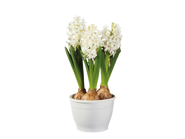 Potted Hycinth Bulbs