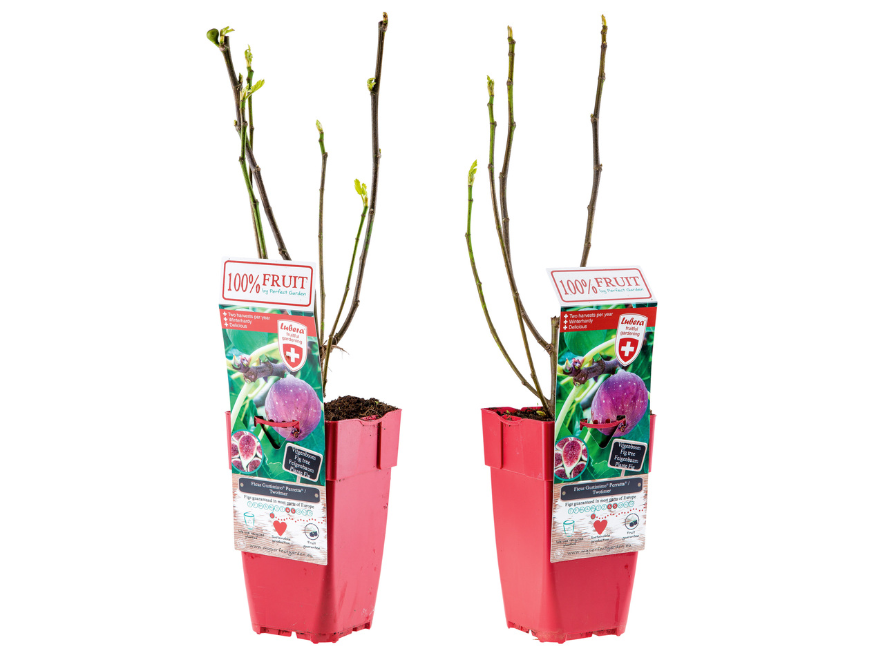 Ficus Carica (Feige)