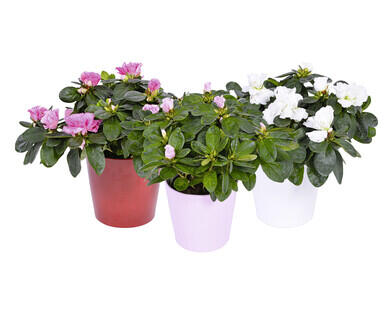 AZALEA IN VASO DI CERAMICA