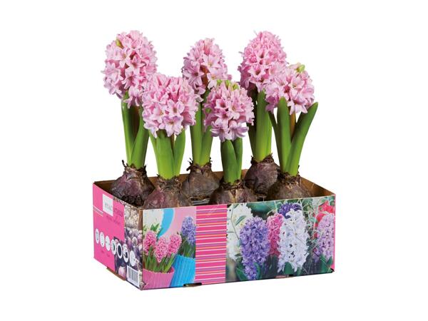 Blomstrende løgplanter i bakke