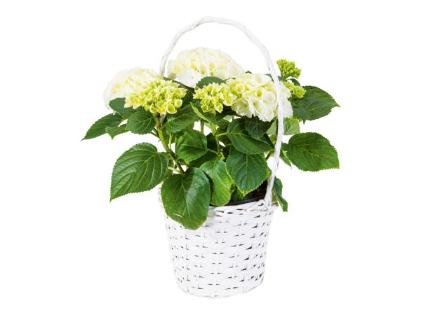 HORTENSIA I KORG