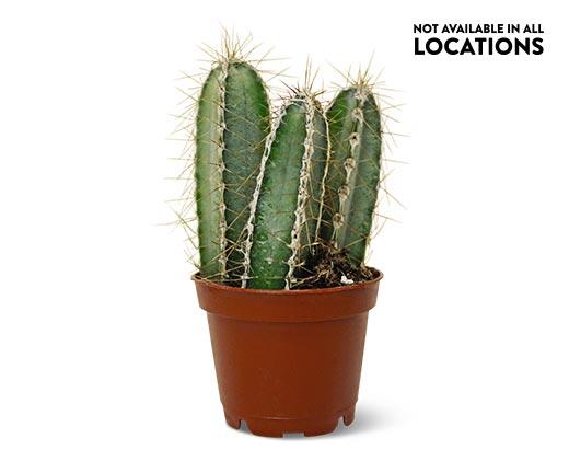 Graft or Fairy Castle Cactus