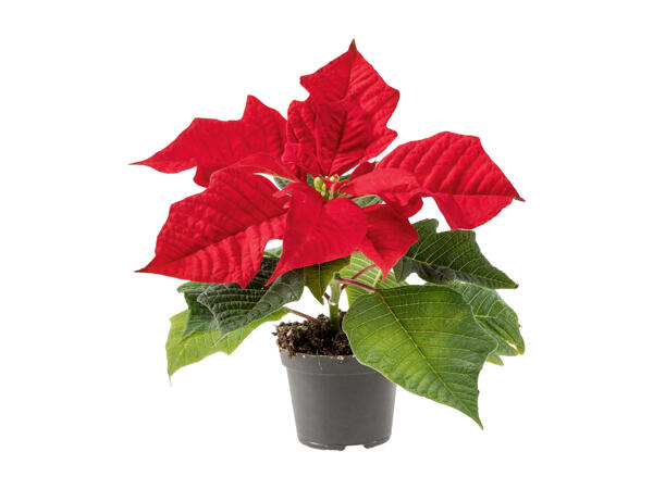 Mini Poinsettia