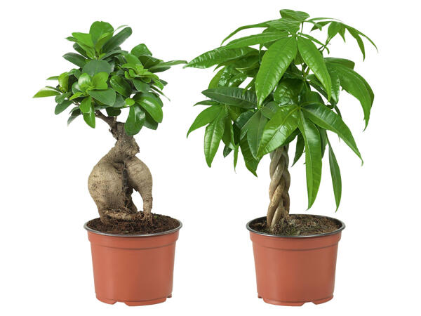 Ficus Ginseng oder Pachira