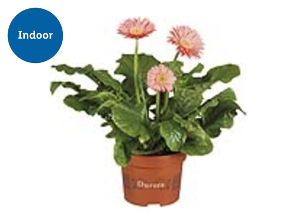 Potted Gerbera