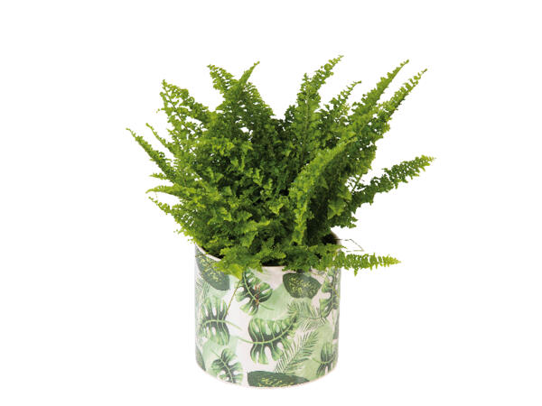 Green Plants in Ceramic