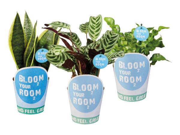 Green plants "Bloom your room"