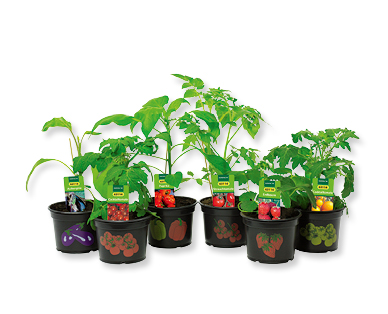 Plants de légumes et de fraises