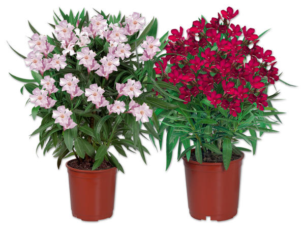 Oleander