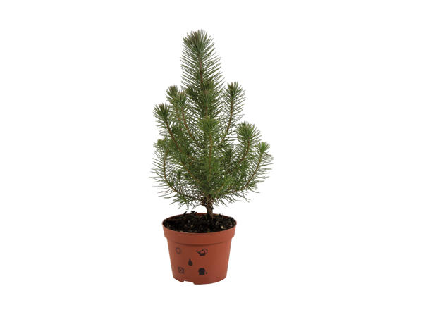 Pinjetræ (Pinus Pinea)