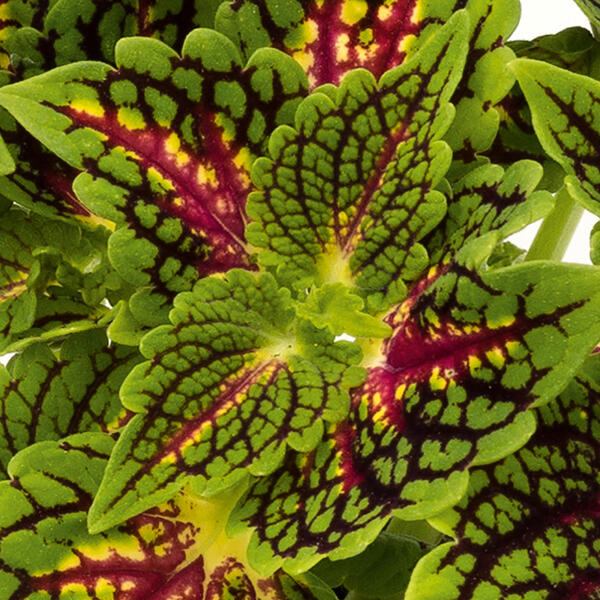 Buntnessel "Coleus"