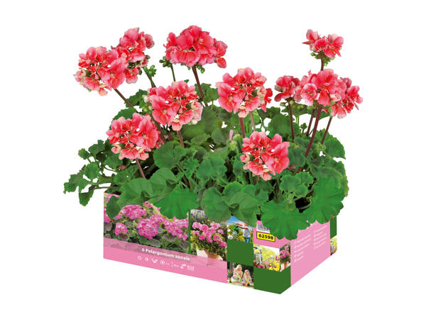 Geraniums