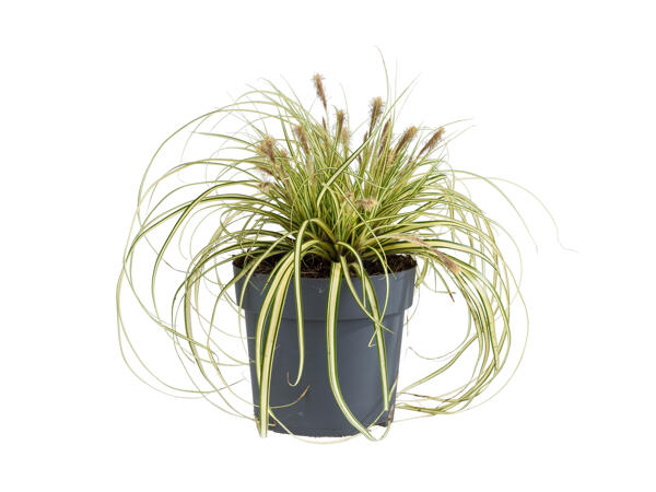 Ornamental Grass