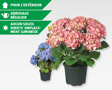 Hortensia de jardin GARDENLINE(R)