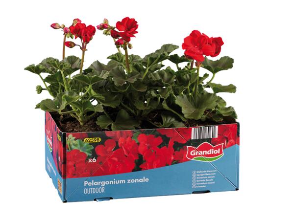 Geraniums