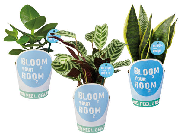 Bloom your room Grünpflanze