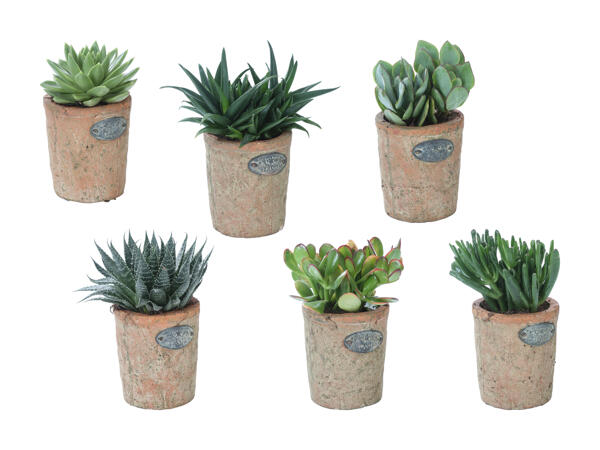 Plante succulente dans un pot en terre cuite
