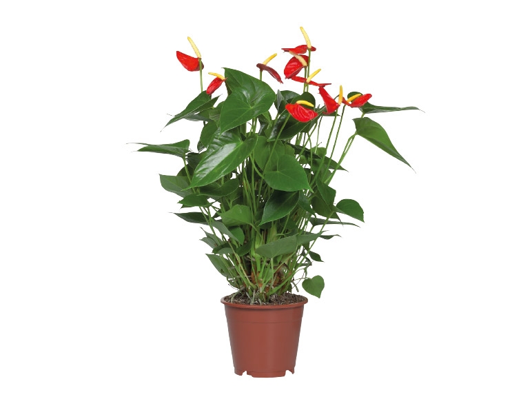 Anthurium