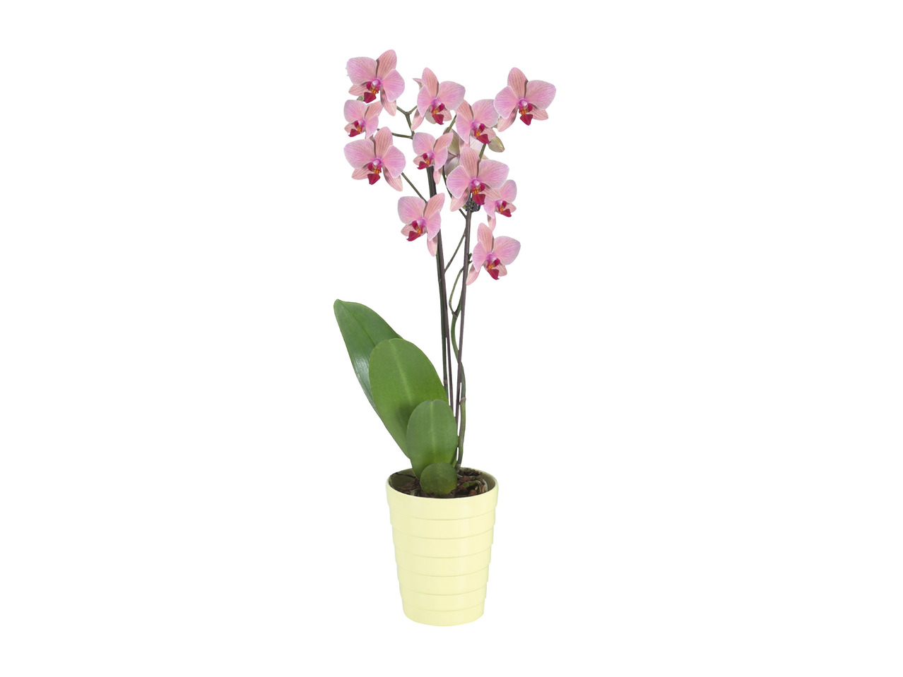 Phalaenopsis Orchid 1