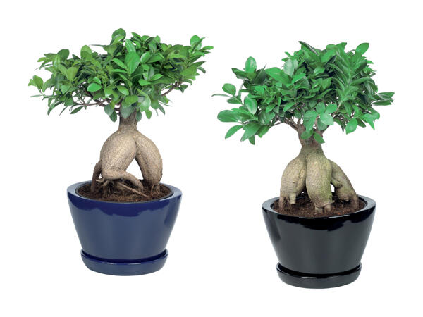 Bonsai Ficus Ginseng