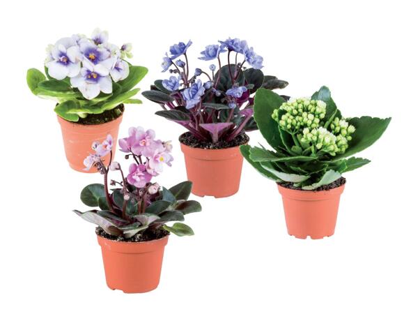 Mini flowering plants