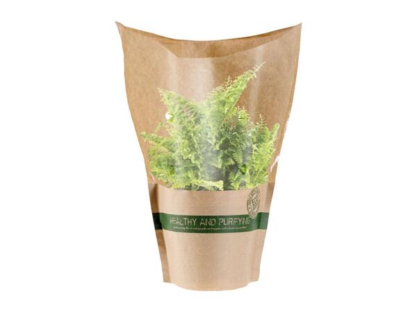 Air Purifying Plants