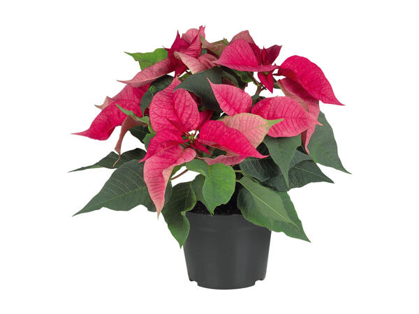 Coloured Poinsettia