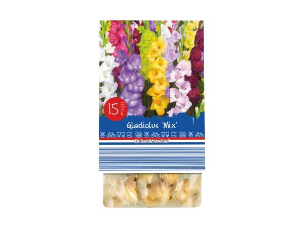 Sætteløg, vinterhårdføre stauder eller blomsterløg