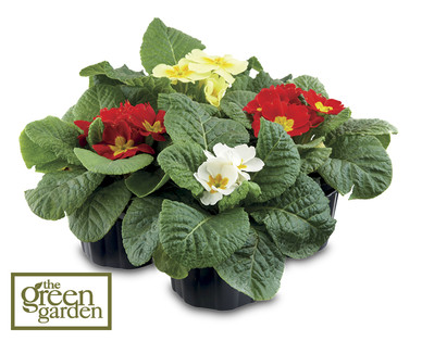 Primulas