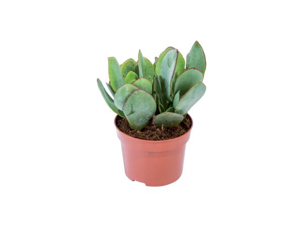Succulents